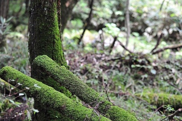 鳥海山の麓「元滝伏流水」は名水百選!美しい幻想的な空間を観光しよう!のイメージ