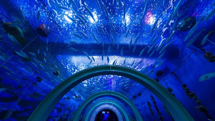 「青森県営浅虫水族館」の見所は?イルカショーやペンギンで癒されよう!のイメージ