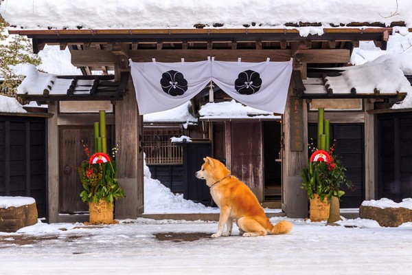 秋田の銘菓「もろこし」とは?販売店やお土産におすすめの商品まとめ!のイメージ