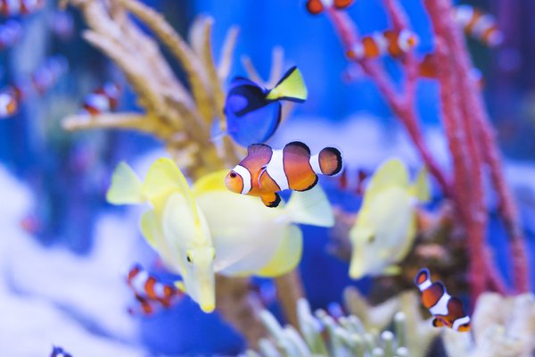 岩手「もぐらんぴあ」は日本唯一の地下水族館!さかなクンコーナーが人気!のイメージ