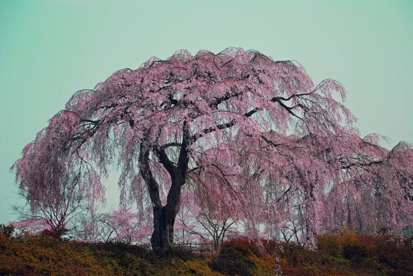 岩手の桜の名所ランキングTOP20!定番の花見スポットから穴場まで!のイメージ