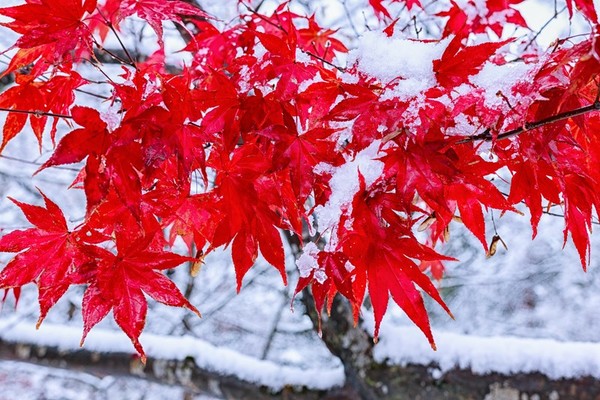 「発荷峠展望台」は十和田湖の最高のビュースポット!紅葉の時期が絶景!のイメージ