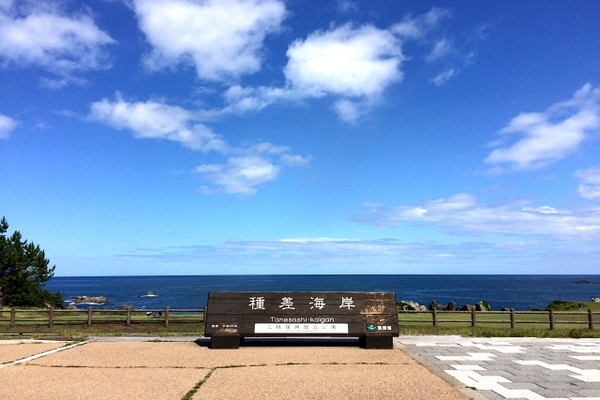 「種差海岸」で太平洋の潮風を感じる散策を!天然芝生やウミネコを鑑賞!のイメージ