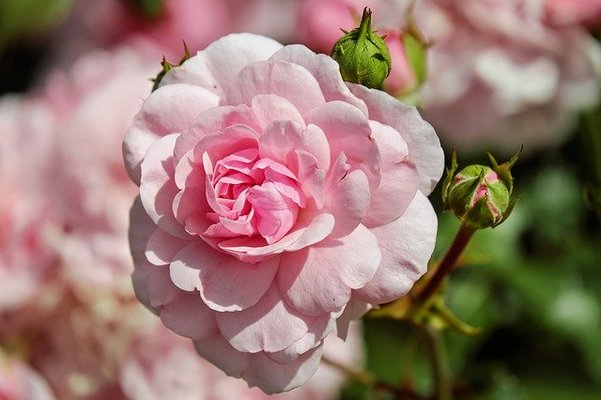 「花巻温泉バラ園」の開花時期や見頃は?ライトアップやバラまつりも!のイメージ
