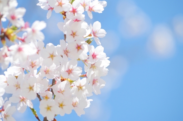 桜の名所百選「北上展勝地」のさくらまつりへ!その絶景や見頃の時期は?のイメージ