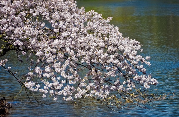 盛岡「高松公園」はオアシスの池と桜の名所!遊歩道や多目的広場で満喫!のイメージ