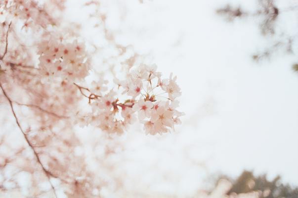 岩手「石割桜」は圧巻の一本桜!例年の開花時期や見頃は?アクセスも!のイメージ