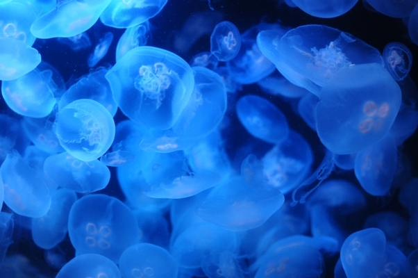 山形県唯一の「加茂水族館」へ!世界一のクラゲドリーム館の見所とは?のイメージ