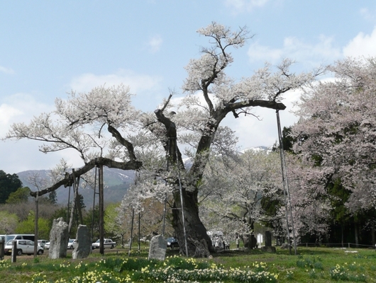 山形の桜の名所BEST15!開花の時期や見頃は?夜桜やライトアップも!のイメージ
