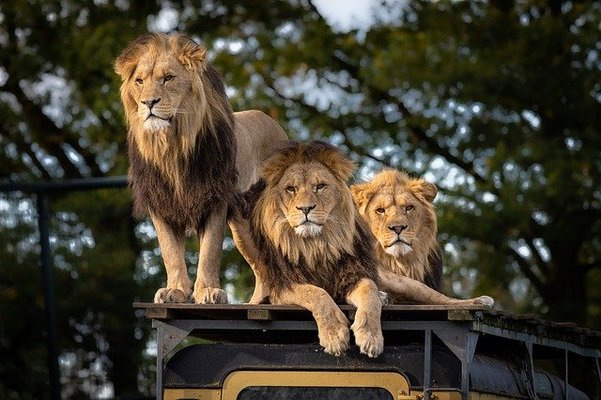 山形の動物園&動物スポット8選!子供が喜ぶ触れ合いや乗馬体験など!のイメージ