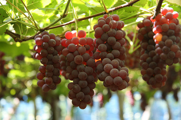 山形のおすすめぶどう狩り12選!美味しい時期や品種・食べ放題など解説!のイメージ