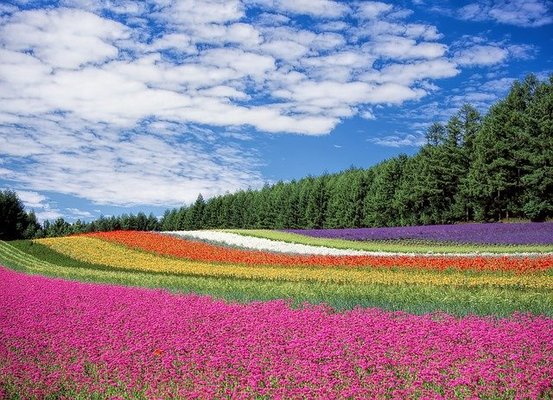 「手づくり村 鯉艸郷」で四季の花々を満喫!1万株のルピナスが咲き誇る!のイメージ