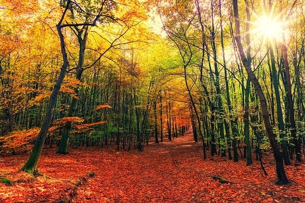 「中野もみじ山」で絶景の紅葉狩り!見頃やライトアップ情報は必見!のイメージ