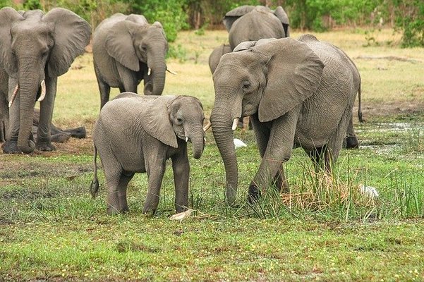 「円山動物園」にミャンマーから4頭のゾウが導入!名前やゾウ舎の詳細は?のイメージ