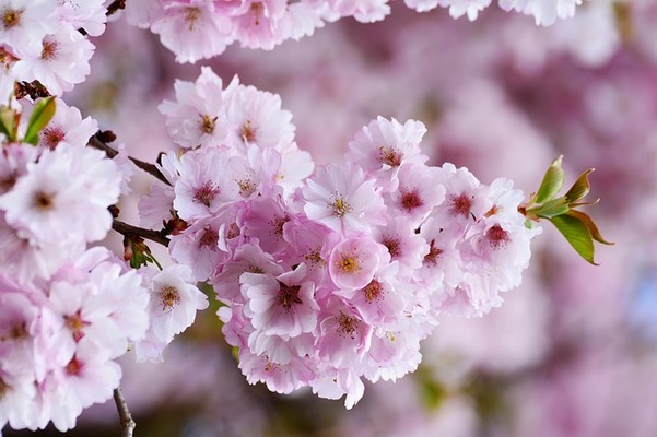「日本国花苑」で貴重な桜と彫刻の展示を鑑賞!開花情報や遊具を紹介!のイメージ