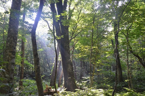 「白神岳」の登山コース&難易度を解説!世界遺産のブナ林を味わおう!のイメージ