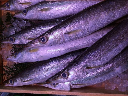 庄内の釣り情報まとめ!おすすめポイントや釣り船・釣れる魚の種類は?のイメージ