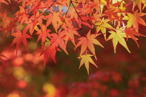 蔵王の紅葉が美しい!絶景スポット8選や見頃の時期・混雑情報まとめ!のイメージ