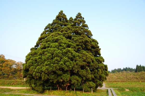 山形・鮭川村にトトロの木が!「小杉の大杉」のご利益やアクセスは?のイメージ
