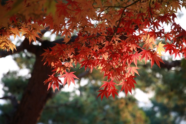 「もみじ公園(宝幢寺跡)」で紅葉の絶景を!見頃情報や庭園・清風荘も!のイメージ
