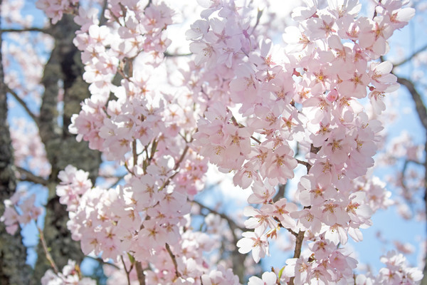 福島の桜の名所ランキングTOP25!開花&見頃の時期は?穴場まで紹介!のイメージ