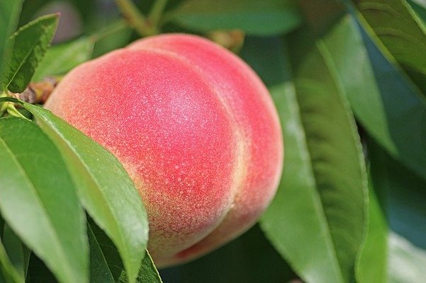 旬の果物を求めて福島の「フルーツライン」へ!おすすめ果樹園9選!のイメージ