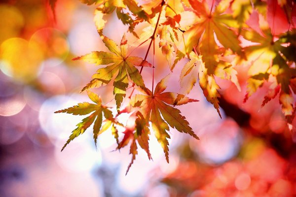 福島の紅葉名所ランキングTOP20!穴場スポットやライトアップ情報!のイメージ