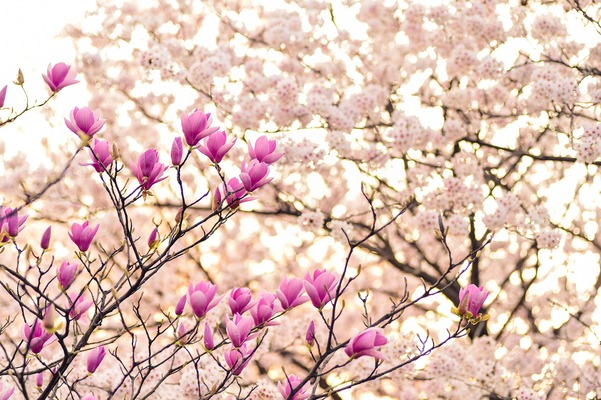「花見山公園」はまさに現代の桃源郷!開花&見頃の時期や撮影ポイントは?のイメージ