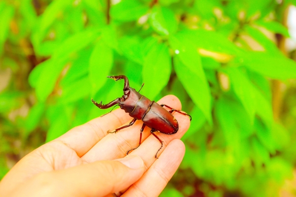福島「ムシテックワールド」は昆虫の生態や自然を学ぶ科学館!見所は?のイメージ