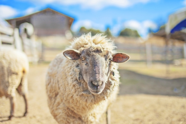 「郡山石筵ふれあい牧場」で自然と動物を満喫!イベントや観光情報!のイメージ