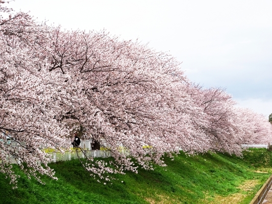 喜多方市のしだれ桜並木が絶景!「日中線記念自転車歩行者道」の開花は?のイメージ