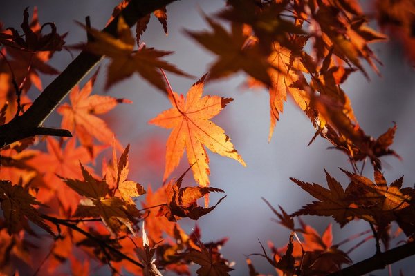 「安達太良山」の紅葉は1度は見たい圧巻の絶景!見頃や混雑状況は?のイメージ