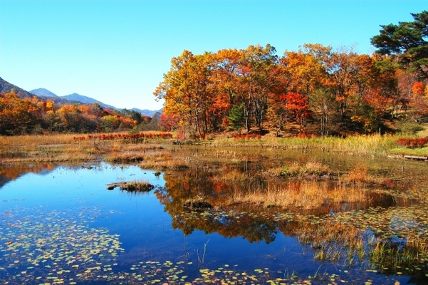 「観音沼森林公園」で水鏡の紅葉や浮島の絶景を鑑賞!四季が彩る沼を散策!のイメージ
