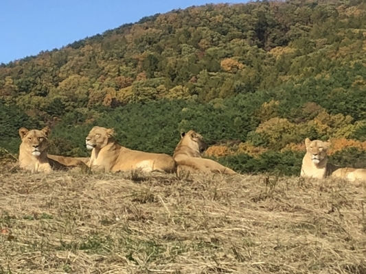 世界レベルの動物園!「東北サファリパーク」には約900頭羽の動物が!のイメージ
