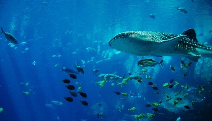 「アクアマリンふくしま」は楽しく学べる体験型水族館!貴重な海洋生物も!のイメージ