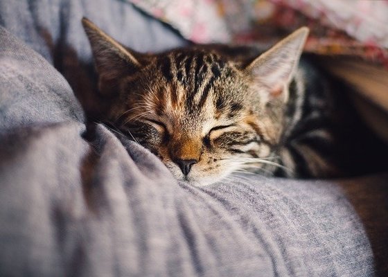 仙台のおすすめ猫カフェ5店舗を紹介!オープン&料金情報や楽しみ方は?のイメージ