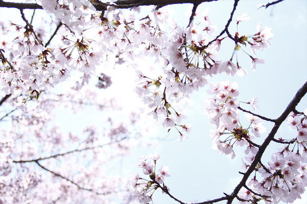 仙台でお花見!美しい桜の名所TOP10!見頃や開花情報も解説!のイメージ
