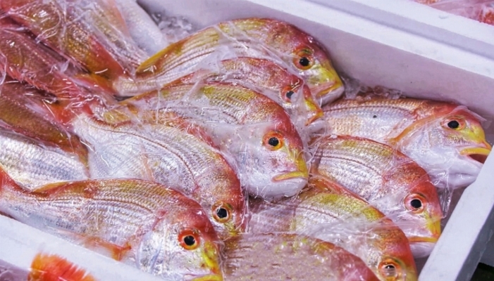 「気仙沼魚市場」で漁港見学や絶品海鮮グルメを堪能!食堂で朝食&ランチ!のイメージ