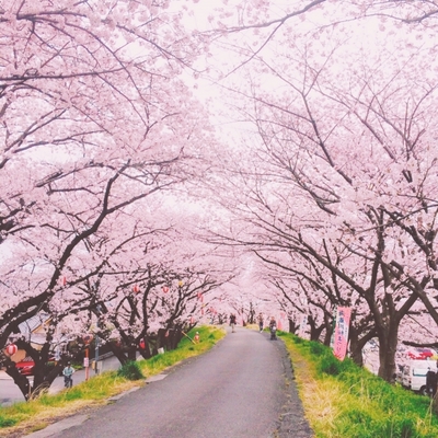 大河原町の桜の名所「白石川堤一目千本桜」の開花情報!桜まつり情報も!のイメージ