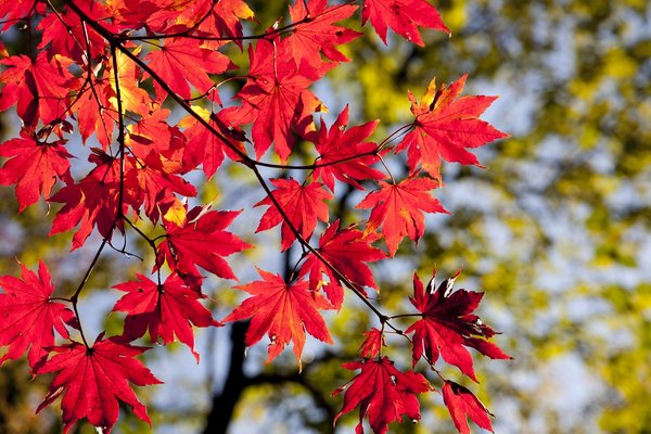名峰・栗駒山の紅葉は日本一!絶景の見頃やドライブコースを徹底解説!のイメージ
