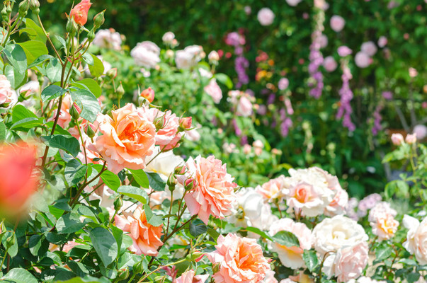 「やくらいガーデン」で四季の花々の絶景を!レストランや観光の魅力は?のイメージ