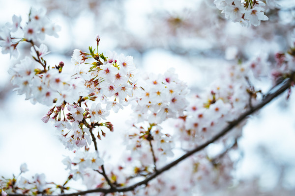 「船岡城址公園」は桜の絶景名所!開花&見頃の時期や桜まつりを解説!のイメージ