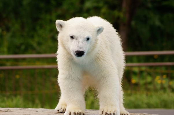 宮城のおすすめ水族館&動物園一覧!各見所や料金&割引情報も解説!のイメージ
