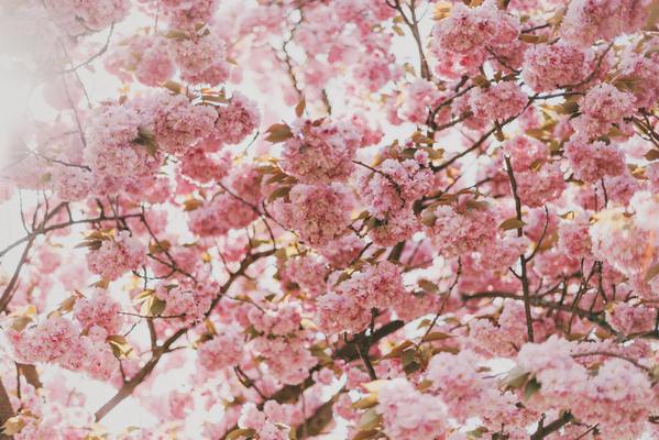 「榴岡公園」は有名なお花見の名所!桜まつりの詳細や駐車場を解説!のイメージ