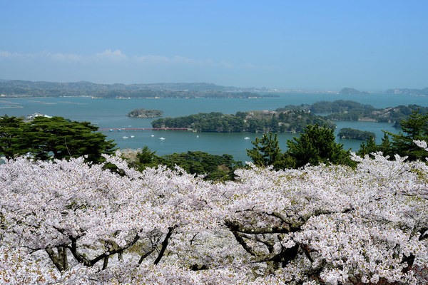 「西行戻しの松公園」で美しい桜とカフェを満喫!見頃の時期や駐車場は?のイメージ