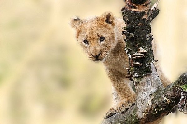 「八木山動物公園」の楽しみ方を徹底解説!料金や駐車場は?周辺情報も!のイメージ