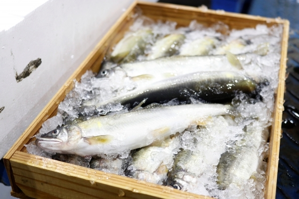 「石巻魚市場」はカツオ水揚げ量日本一!食堂の海鮮丼や駐車場情報も!のイメージ