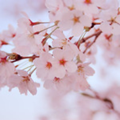 東北の桜の名所を厳選!春に絶対行きたいおすすめスポット25選!のイメージ