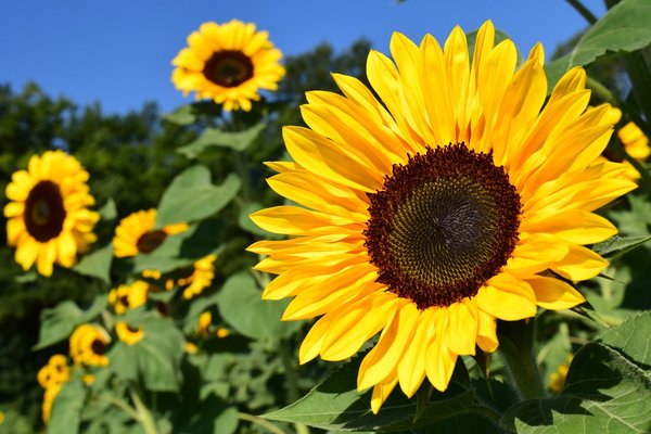 「三本木ひまわりの丘」の見頃や菜の花まつりとは?開花情報や温泉も解説!のイメージ