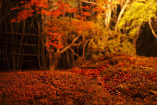 松島へ紅葉の絶景を見に行こう!必見スポットやライトアップ情報も解説!のイメージ